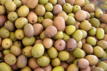 cultivar itrana