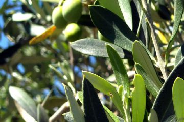 delle olive tra i rami